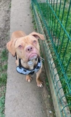 Twist junge Englischer Bulldoggen Mix Rüde sucht geduldiges Zuhause, Engl. Bulldogge - Rüde