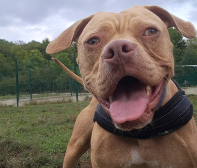 Twist junger Engl. Bulldoggen Mix Rüde sucht sein Zuhause