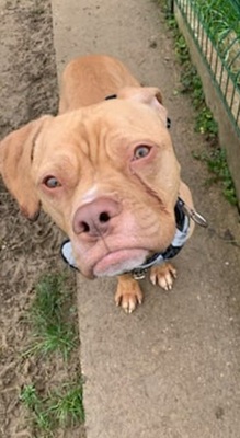 Twist junger Engl. Bulldoggen Mix Rüde sucht sein Zuhause, Engl. Bulldoggen Mix - Rüde