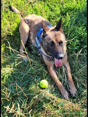Twist junger, sportlicher Malinois Mix sucht sportliches Zuhause, Malinois Mix - Rüde