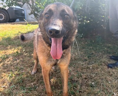 Twist sportlicher Malinois-Schäferhund sucht sportliches Zuhause