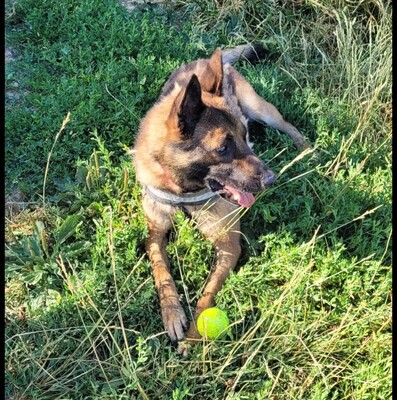 Twist sportlicher Malinois-Schäferhund sucht sportliches Zuhause, Malinois - Rüde
