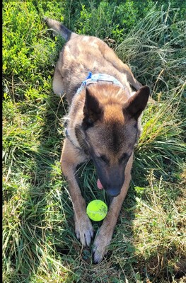 Twist sportlicher Malinois-Schäferhund sucht sportliches Zuhause, Malinois - Rüde