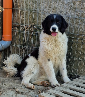 Twister, Mix - Rüde