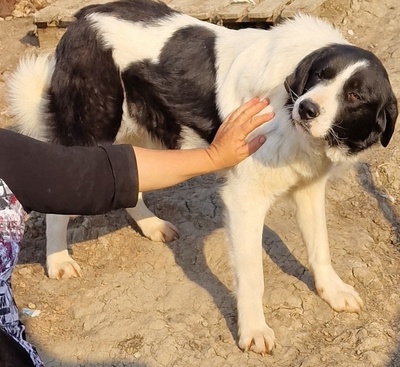 Twister, Mix - Rüde