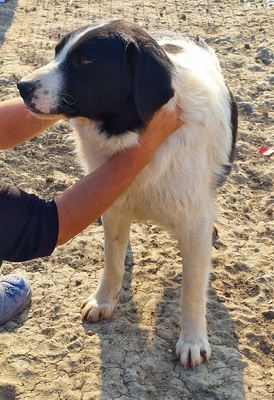Twister, Mix - Rüde