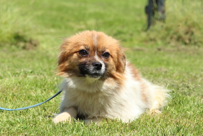 Twyla, Mischling Welpen - Hündin