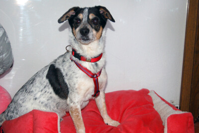 Ty, Jack Russel Terrier - Rüde