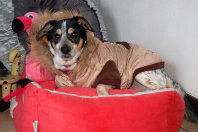 Ty, Jack Russel Terrier - Rüde