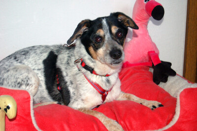 Ty, Jack Russel Terrier - Rüde