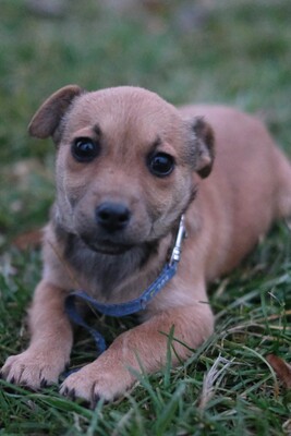 Tya, Mischling Welpen - Hündin