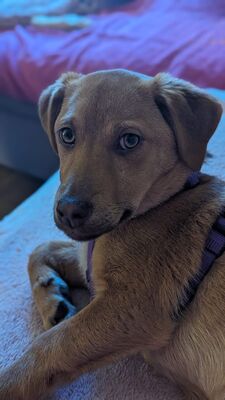 Tyano, Mischling Welpen - Rüde