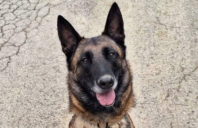 Tyga junge Malinois Hündin sucht sportliches Zuhause, Malinois - Hündin