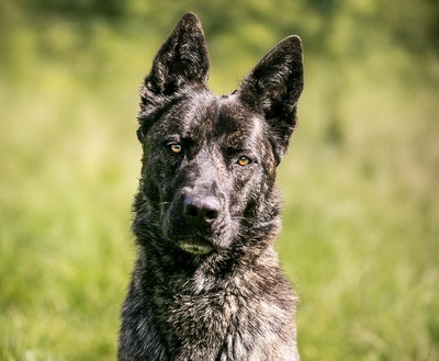 Tyla junge Cane Corso Mix Hündin sucht ein Zuhause, Cane Corso - Hündin