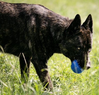 Tyla junge Cane Corso Mix Hündin sucht ein Zuhause, Cane Corso - Hündin