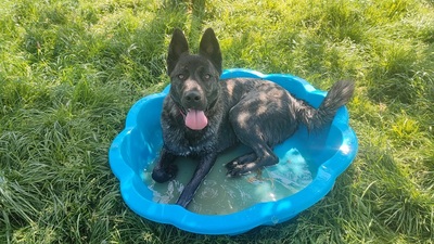 Tyla junge Cane Corso Mix Hündin sucht ein Zuhause, Cane Corso - Hündin