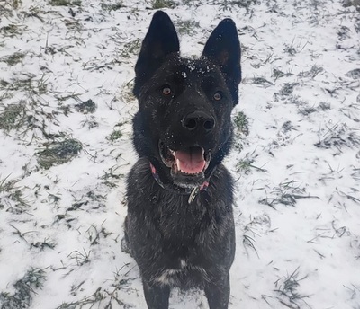 Tyla junge Cane Corso Mix Hündin sucht ein Zuhause, Cane Corso - Hündin