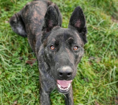 Tyla junge Cane Corso Mix Hündin sucht ein Zuhause, Cane Corso - Hündin