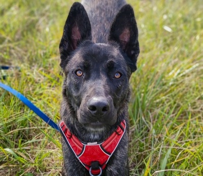 Tyla junge Cane Corso Mix Hündin sucht ein Zuhause, Cane Corso - Hündin