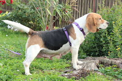 Tylda, Mischling - Hündin