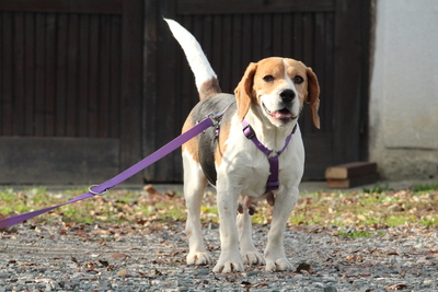 Tylda, Mischling - Hündin