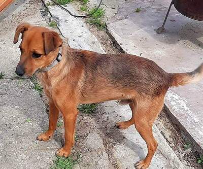 Tymon - Besitzer leider verstorben, Mischling - Rüde