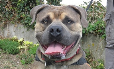 Tyson Am. Bully Rüde sucht erfahrenes Zuhause, American Bully - Rüde