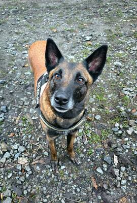 Tyson Malinois Rüde sucht aktives Zuhause, mit Video, Malinois - Rüde