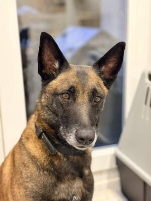 Tyson Malinois Rüde sucht aktives Zuhause, mit Video, Malinois - Rüde