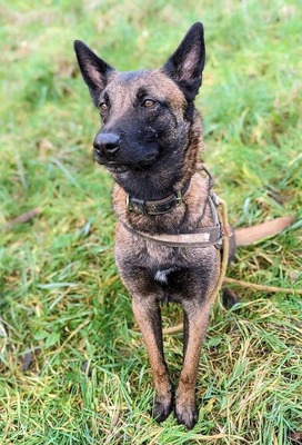 Tyson Malinois Rüde sucht aktives Zuhause, mit Video, Malinois - Rüde