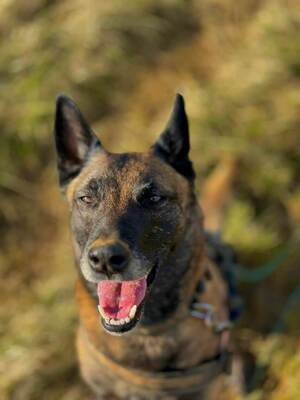 Tyson Malinois Rüde sucht aktives Zuhause, mit Video, Malinois - Rüde