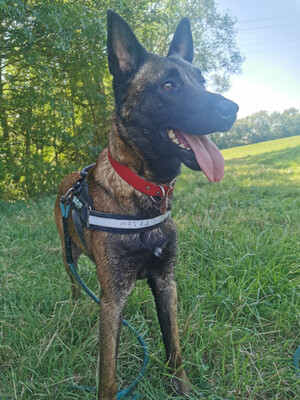 Tyson Malinois Rüde sucht sportliches Zuhause, mit Video, Malinois - Rüde