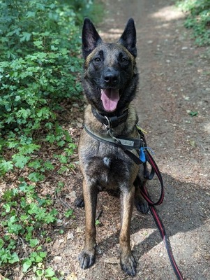 Tyson hübscher Malinois Rüde sucht Zuhause, mit Video, Malinois - Rüde