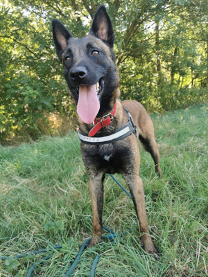 Tyson hübscher Malinois Rüde sucht Zuhause, mit Video, Malinois - Rüde