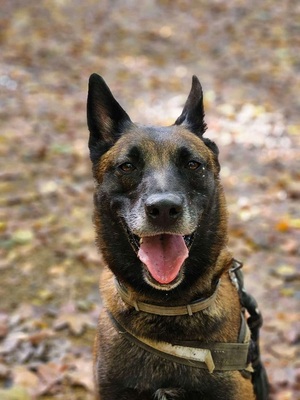 Tyson hübscher Malinois Rüde sucht Zuhause, mit Video, Malinois - Rüde