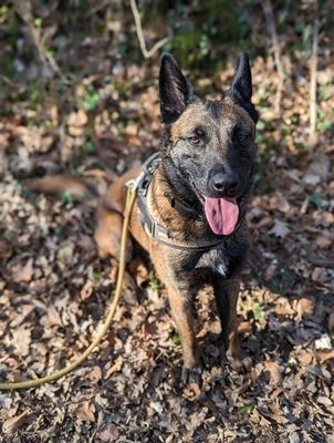 Tyson hübscher Malinois Rüde sucht Zuhause, mit Video, Malinois - Rüde