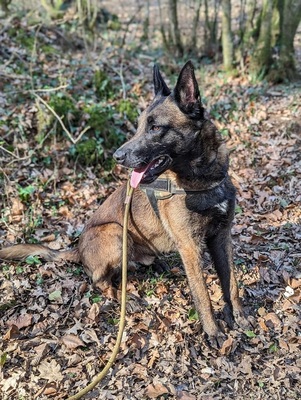 Tyson hübscher Malinois Rüde sucht Zuhause, mit Video, Malinois - Rüde