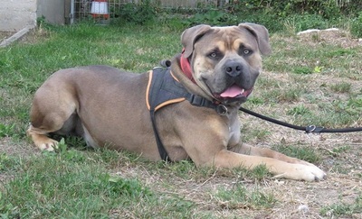Tyson hübscher Malinois Rüde sucht Zuhause, mit Video, Malinois - Rüde