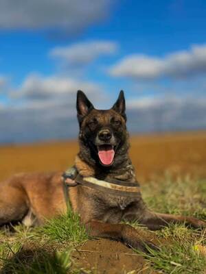 Tyson verträglicher Malinois sucht Zuhause, mit Video, Malinois - Rüde