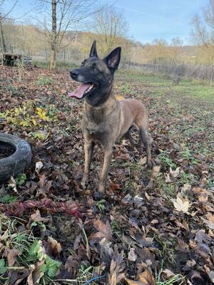 Tyson verträglicher Malinois sucht Zuhause, mit Video, Malinois - Rüde