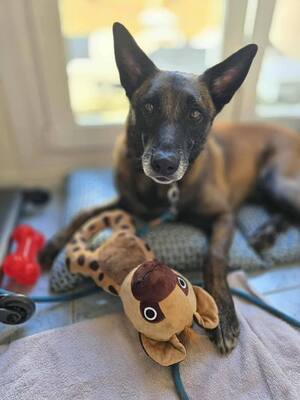 Tyson verträglicher Malinois sucht Zuhause, mit Video, Malinois - Rüde