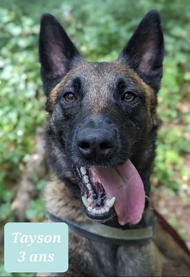 Tyson verträglicher Malinois sucht Zuhause, mit Video, Malinois - Rüde