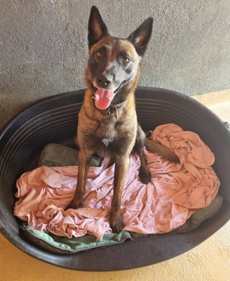 Tyson verträglicher Malinois sucht, mit Video, Malinois - Rüde