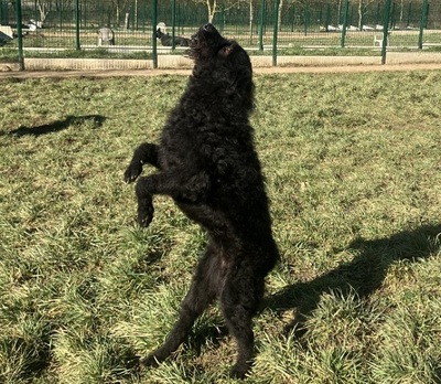 Tzar Russischer Terrier Mix braucht sportliches Zuhause, Russischer Terrier - Rüde
