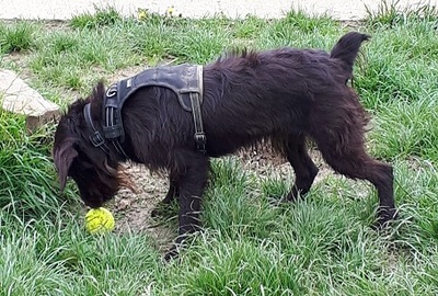 Tzar Russischer Terrier Mix braucht sportliches Zuhause, Russischer Terrier - Rüde