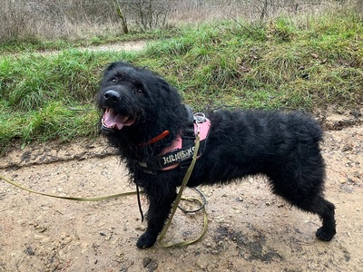 Tzar hübscher Terrier Mix braucht sportliches Zuhause, Russischer Terrier Mix - Rüde