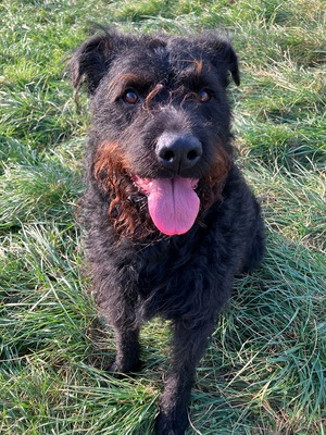 Tzar hübscher Terrier Mix braucht sportliches Zuhause, Russischer Terrier Mix - Rüde