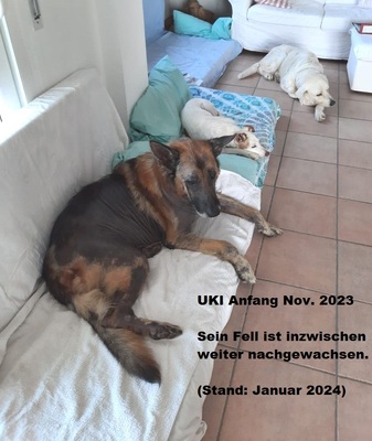 UKI, Deutscher Schäferhund - kastriert - Rüde