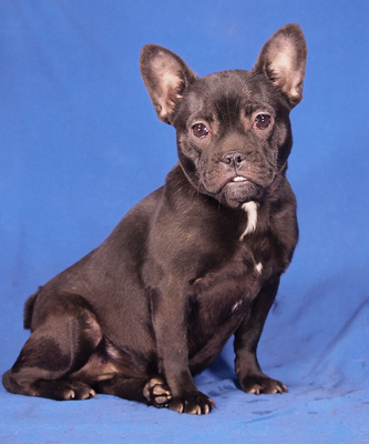 URSULA - NOTFALL!!!!! menschenbezogen, sehr lieb und anhänglich, verschmust, lebhaft, verspielt, katzenverträglich, Französische Bulldogge Mischling - Hündin