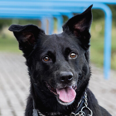 Ucki, Corgi-Bordercollie-Mix - Rüde